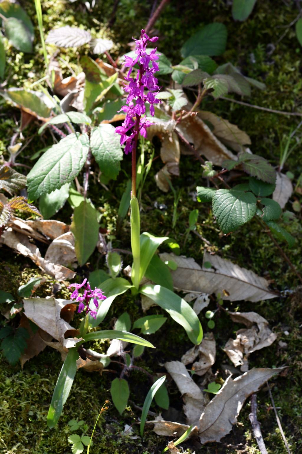 Orchis mascula subsp. speciosa - Bagno di Romagna (FC)